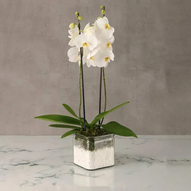 Phalaenopsis Orchid Plant - Double Stem Orchid in Square Glass Vase